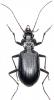 Nebria jockischii